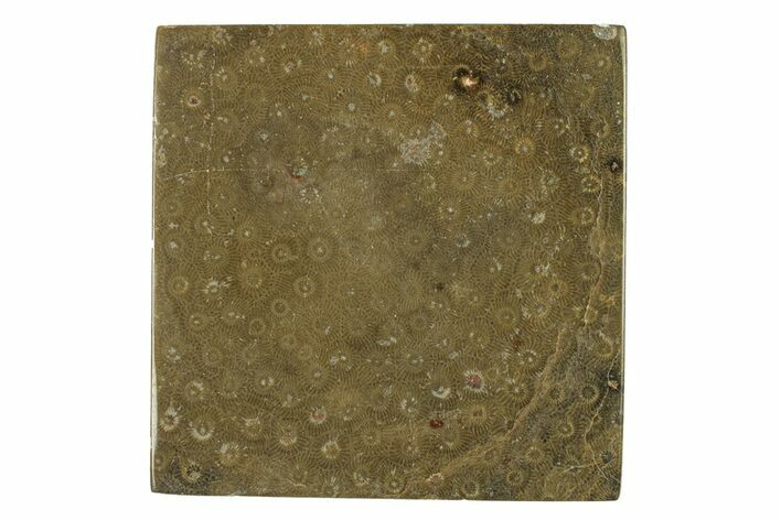 Polished Fossil Rugose Coral Slab - Morocco #276206